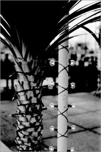 Art & details photograph 67 from Chris Springer’s portfolio