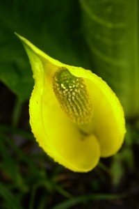 Flora photograph 10 from Chris Springer’s portfolio